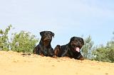 ROTTWEILER 073